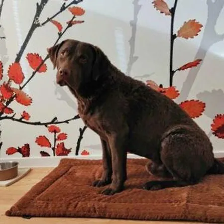 Artroom Boarding 4* Bissendorf